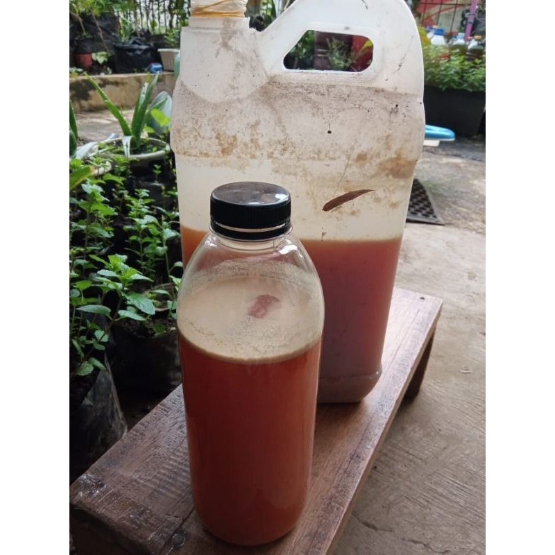 Jual POC fermentasi bonggol pisang kemasan botol 1 liter | Shopee Indonesia