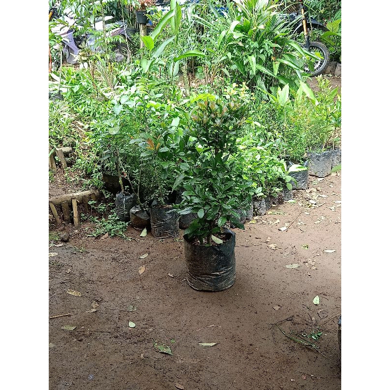 Jual Bibit Pohon Buah Magic Fruit | Tanaman Buah Ajaib | Miracle Fruit ...