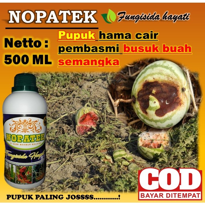 Jual Pupuk Terlaris Pembasmi Hama Busuk Buah Semangka Pupuk Paling Joss Untuk Musnahkan