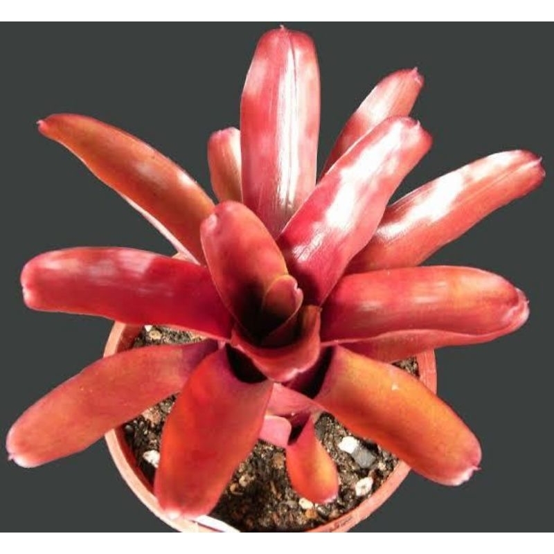 Jual Tanaman Bromelia Api / Neoregelia Fireball / Bromelia Red Ruby ...