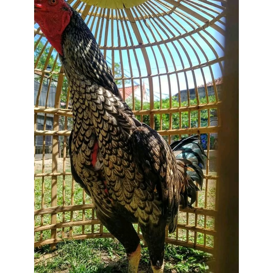 Jual TELUR AYAM BANGKOK BULBI JUMBO FERTIL ASLI UNTUK DITETASKAN ...