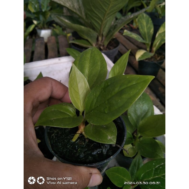 Jual bibit anturium cobra catalog | Shopee Indonesia