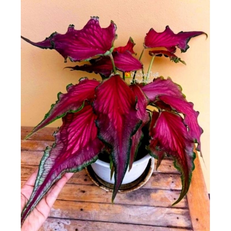 Jual ( BISA COD ) Caladium Red Maroon Keladi Hias Red Maroon Tanaman ...