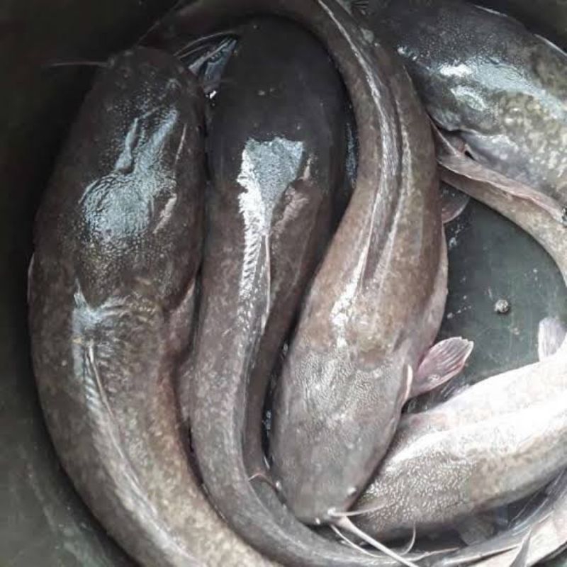 Jual Indukan Ikan Lele Jumbo Sangkuriang Mutiara Dumbo Siap Pijah ...