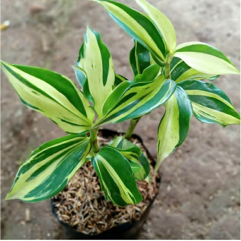 Jual tanaman pacing pentul varigata pacing putih | Shopee Indonesia