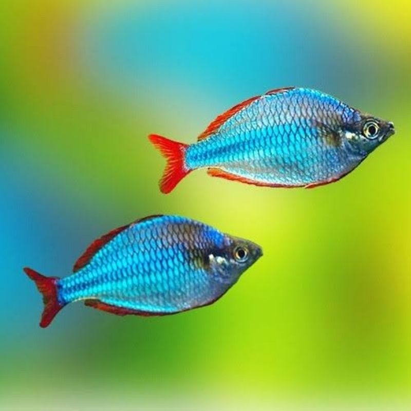 Jual Rainbow peacock 15rb=1ekor, ikan hias aquascape aquarium kolam ...