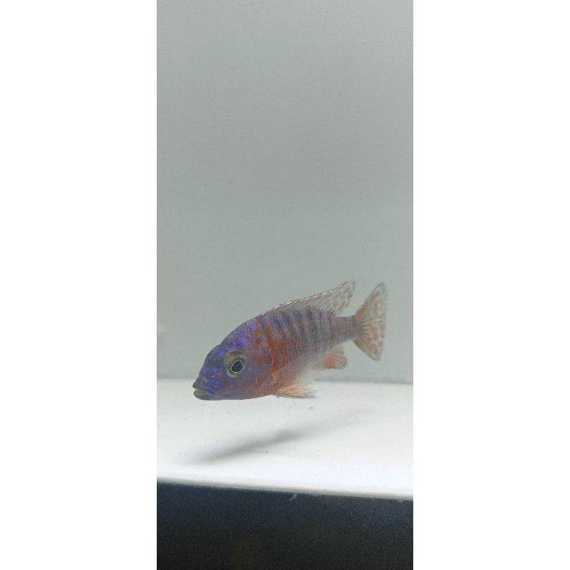 Jual Red Flush Cichlid | Shopee Indonesia