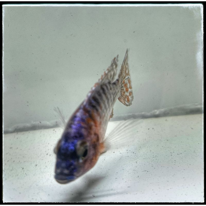 Jual Red Flush Cichlid | Shopee Indonesia