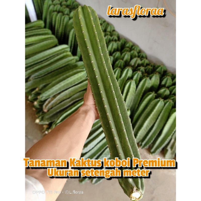 Jual Bisa Cod Tanaman Hias Kaktus Koboi Cm Realpict Pohon