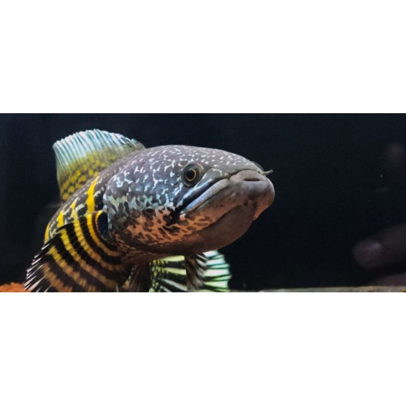 Jual channa auranti cb 5-6cm | Shopee Indonesia