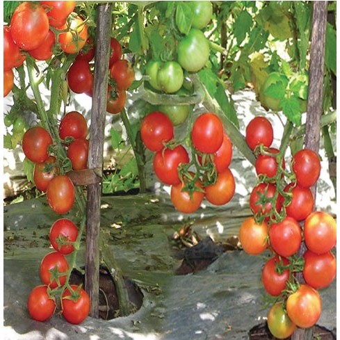 Jual 40 BIji - Benih Tomat Rampai / Rempai Cap Bintang Asia - Bibit ...