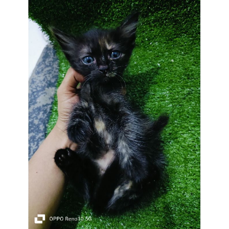 Jual kucing persia mix dome Shopee Indonesia