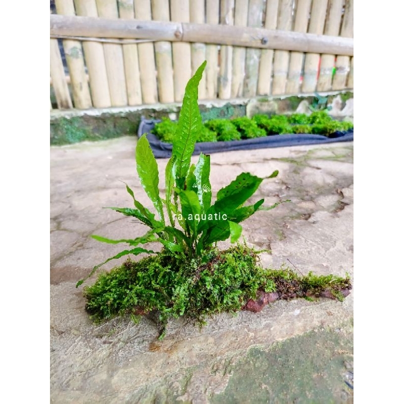 Jual Kayu rentek kadaka full Moss hiasan aquarium - tanaman aquascape ...