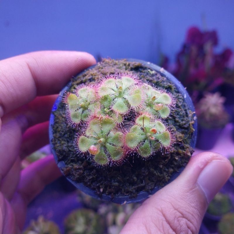 Jual tanaman hias mini drosera sessilifolia rimbun | Shopee Indonesia