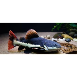 Jual Ikan RTC Terlengkap & Harga Terbaru Desember 2025 | Shopee Indonesia