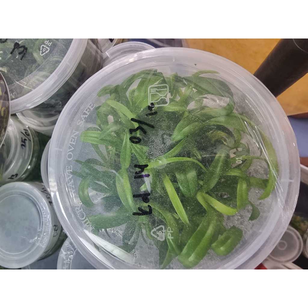 Jual Botolan Anggrek Dendrobium Hybrid | Shopee Indonesia