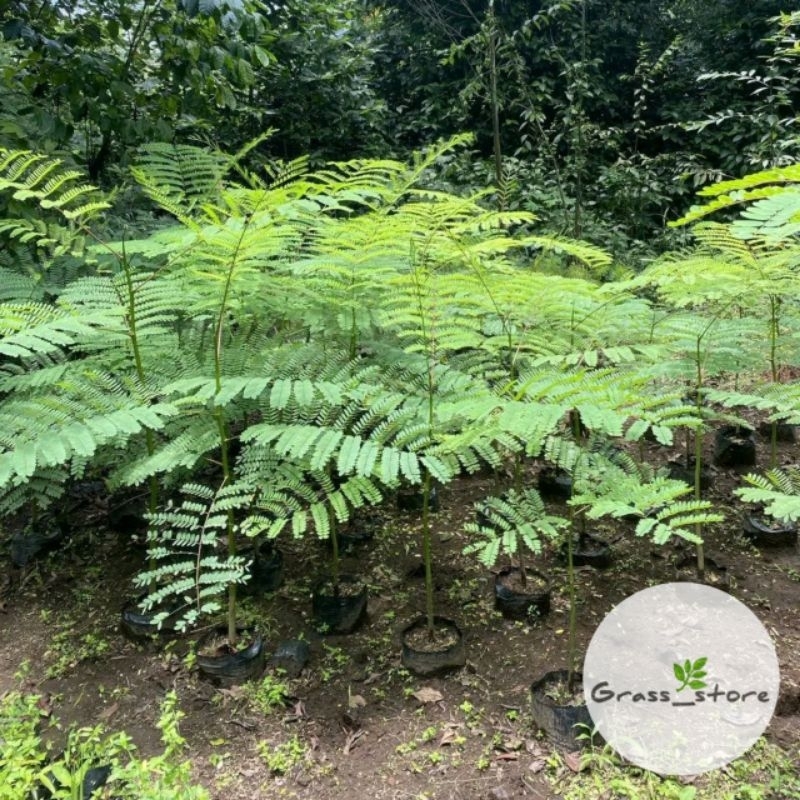 Jual Bibit Pohon Solobium Parahyba - Tanaman Pakis Brazil | Shopee ...