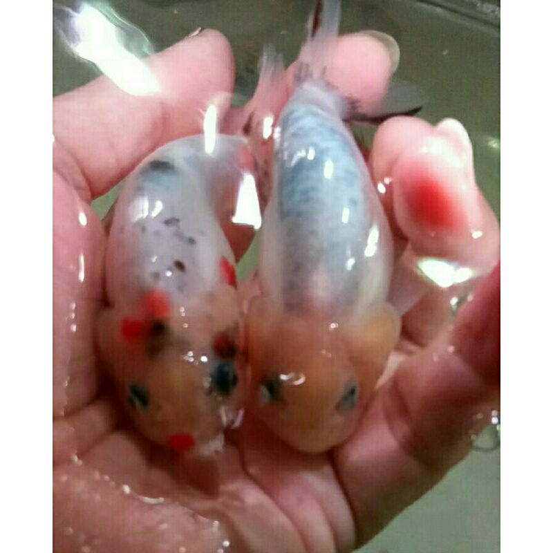 Jual ikan mas koki Lioncu sapi sapian(2ekor) | Shopee Indonesia