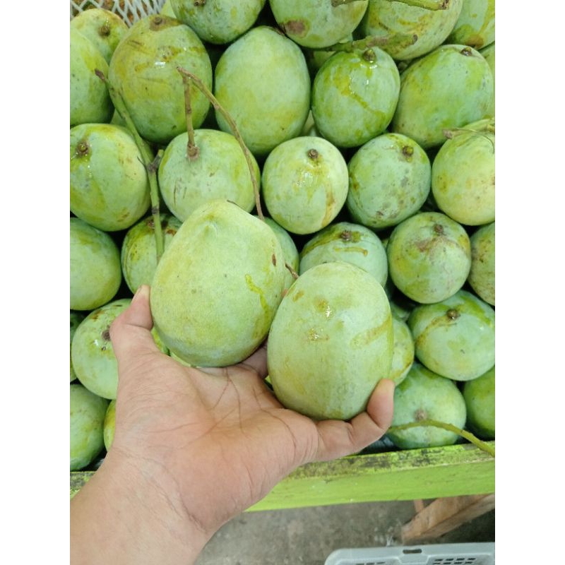 Jual mangga Indramayu/cengkir(500g) | Shopee Indonesia