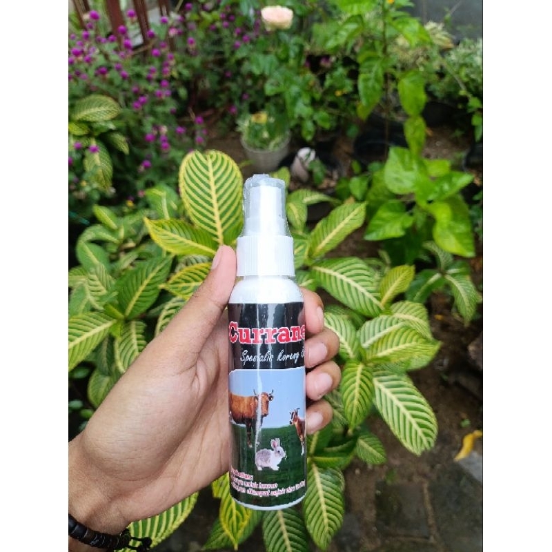 Jual Obat Gudik Lsd Lato-Lato Kudis Untuk Hewan Sapi Kambing Kerbau Dll ...