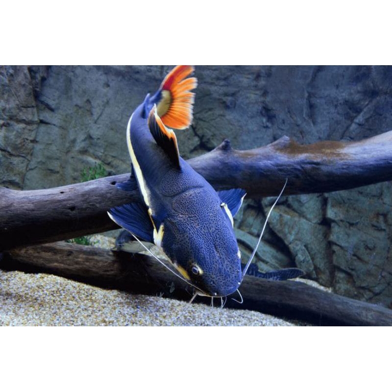 Jual ikan rtc uk 8-10cm | Shopee Indonesia