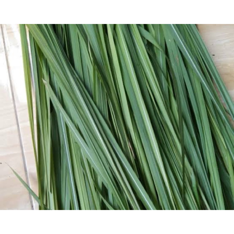 Jual Daun alang alang segar / daun ilalang 500 gram | Shopee Indonesia