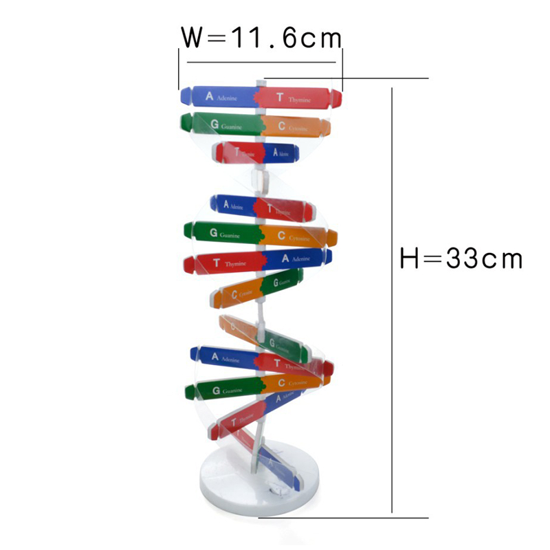 Jual Model DNA Human Genes DNA Models Double Helix Science ...