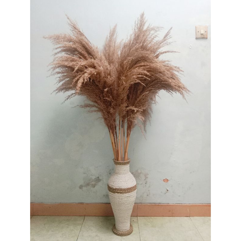 Jual Pampas grass SUPER JUMBO / Pampas rayung / Pampas bulu kualitas