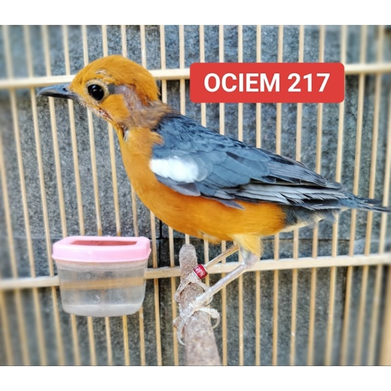 Jual Anis merah mutasian Ring OCIEM,jaminan jantan garansi 6bulan