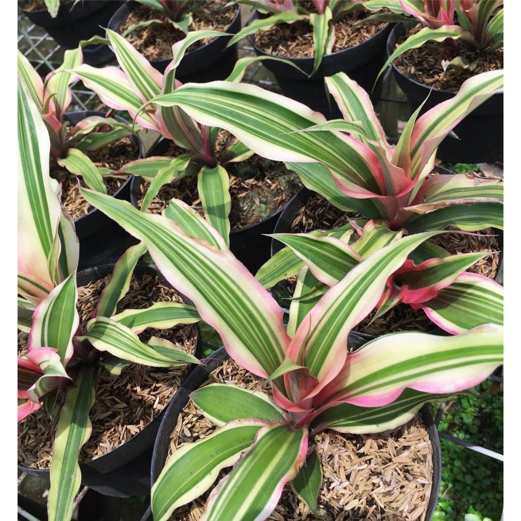 Jual TANAMAN HIAS CRYPTANTHUS BROMELIAD TRICOLOR / CRYPTANTUS TRICOLOR ...