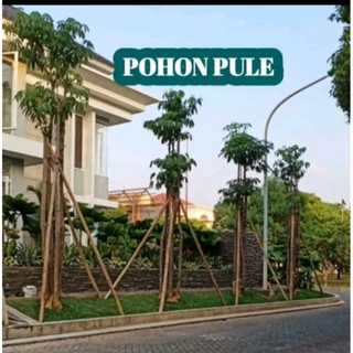 Jual Tanaman Pule Terlengkap & Harga Terbaru Juli 2024 | Shopee Indonesia