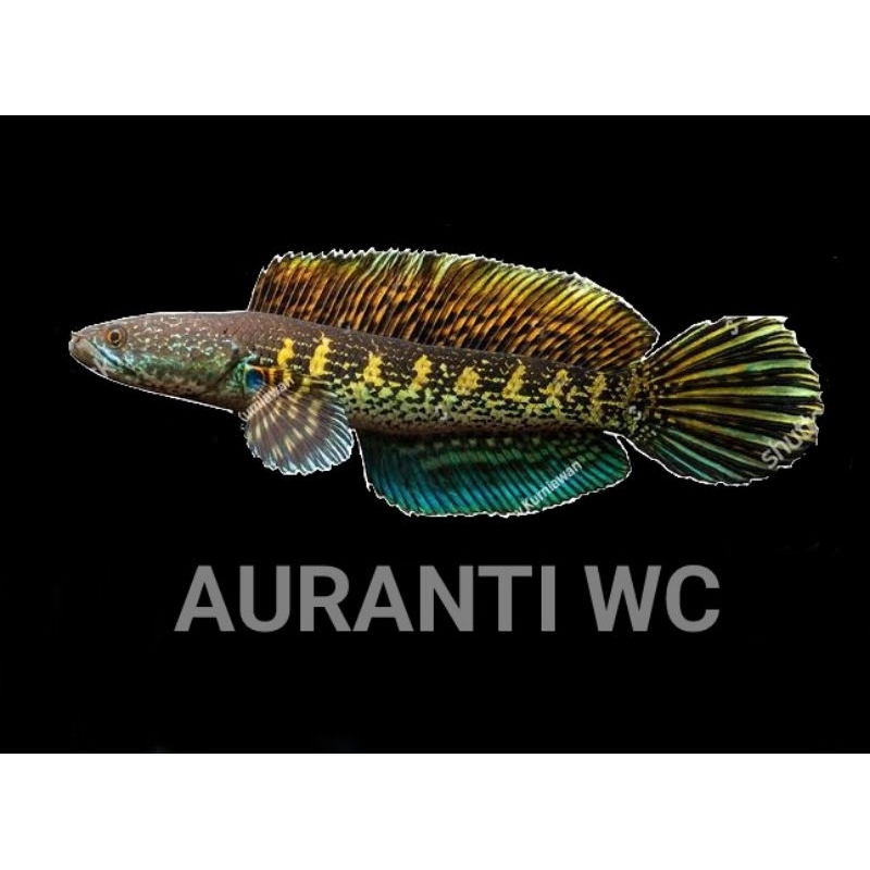 Jual STIKER CHANNA AURANTI | Shopee Indonesia