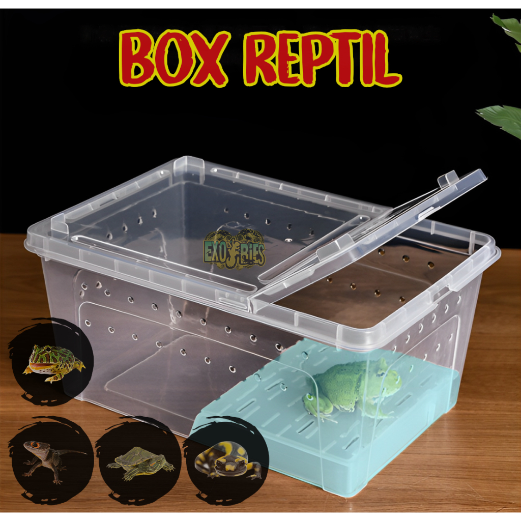 Jual Box Reptil Enclosure Reptile Kandang Reptil Box Pacman Frog Box ...