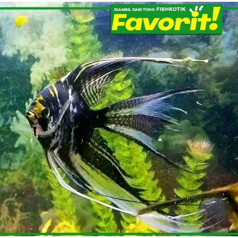 Jual Manfish Tricolor Slayer Ikan Hias Aquascape Hiasan Aquarium ...