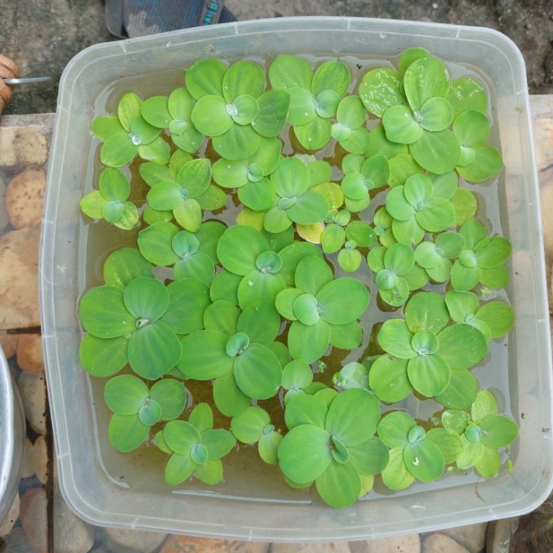 Jual Kayu apung APU APU Dwarf (jumbo Dwarf)| KapuFrogbit,Tanaman Air ...