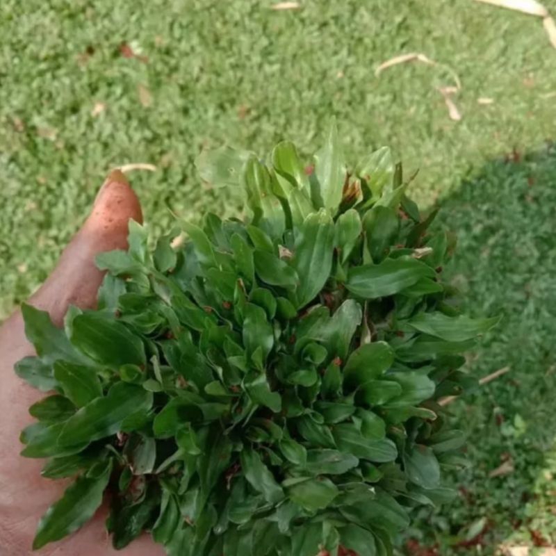 Jual RUMPUT GAJAH MINI - UKURAN PER 1 AKAR / PER SOBEKAN - RUMPUT HIDUP ...
