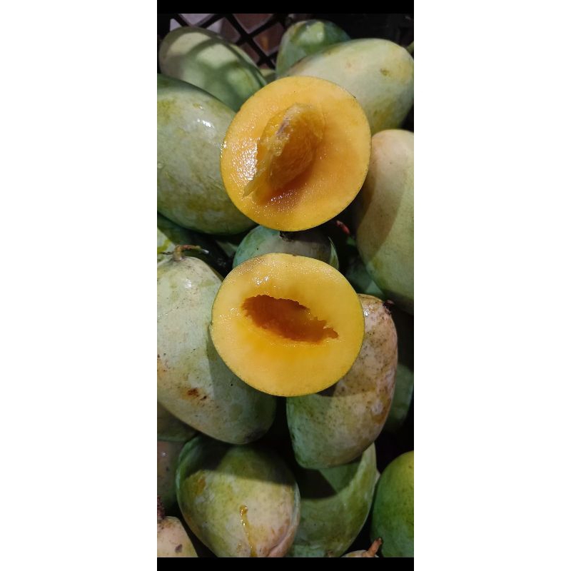 Jual Mangga Namdokmai Golden,Mangga Masak Pohon 1kg | Shopee Indonesia