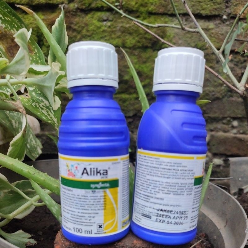 Jual ALIKA 247ZC 100 ML | Shopee Indonesia