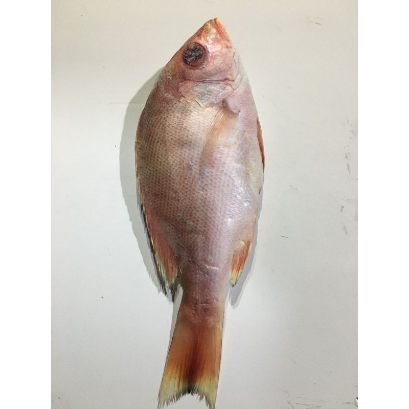 Jual Ikan Kakap Merah Fresh Frozen Kg Shopee Indonesia