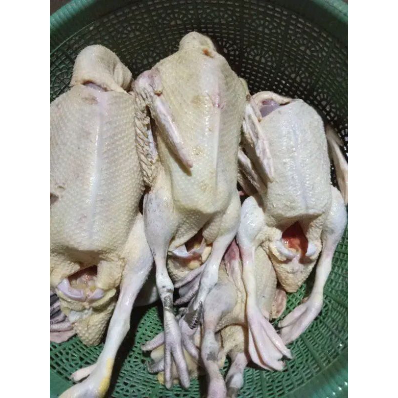 Jual mentok / entok pedaging bbt 09 kg an | Shopee Indonesia