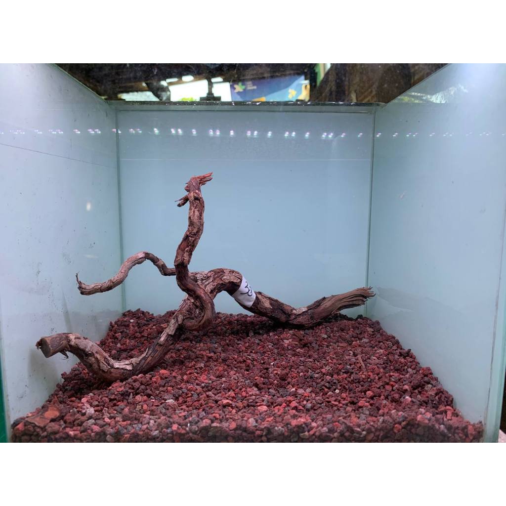 Jual Sudah Tenggelam Paket C Kayu Santigi Berkarakter Aquascape Hiasan Aquarium Hardscape