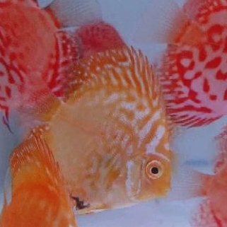 Jual Discus mix kombinasi warna dan jenis kualitas Grade A | Shopee ...