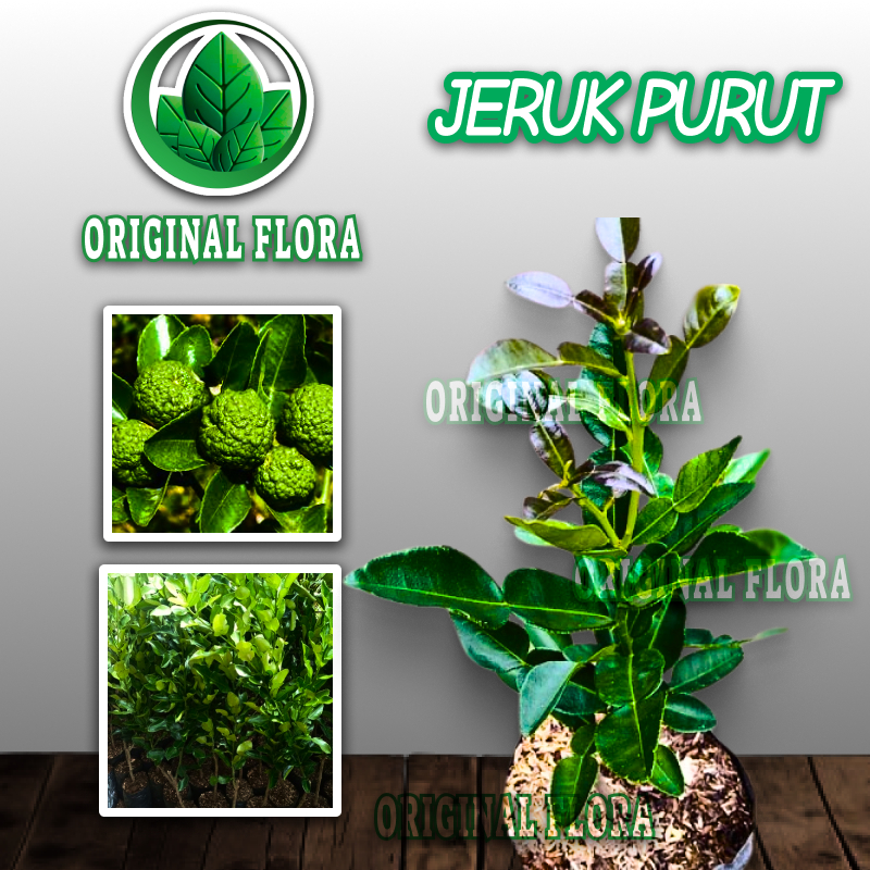 Jual Bibit Tanaman Jeruk Purut Pohon Jeruk Purut Daunnya Buat Masak