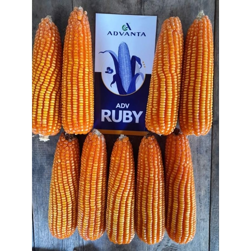 Jual BENIH JAGUNG ADVANTA ADV RUBY 1 KG - HIBRIDA SILANG TUNGGAL ...