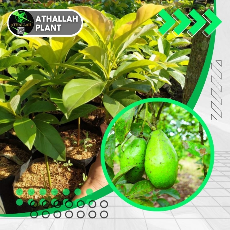 Produk athallah plant | Shopee Indonesia