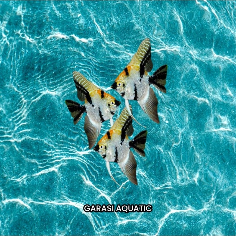 Jual Manfish Tri color ( INSTAN) | Shopee Indonesia