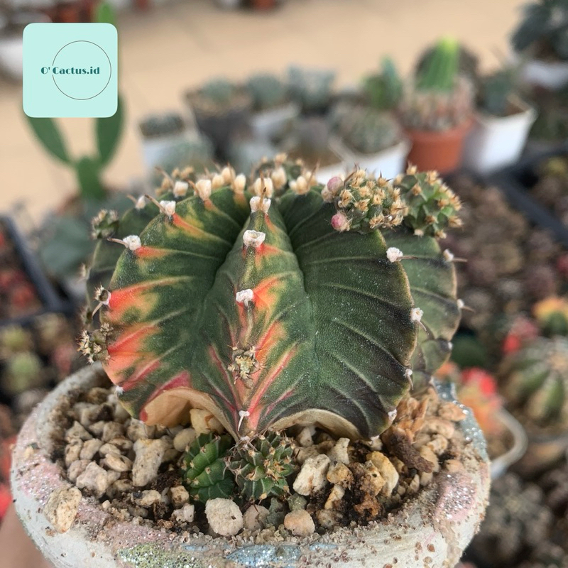 No.18(親)（ピンキーパィー) Gymnocalycium（PINE（種、種子） | 花 