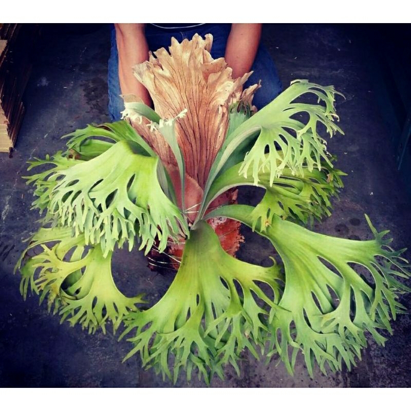 Platycerium ss foong Platycerium ss foong Starter Plant (ALL 