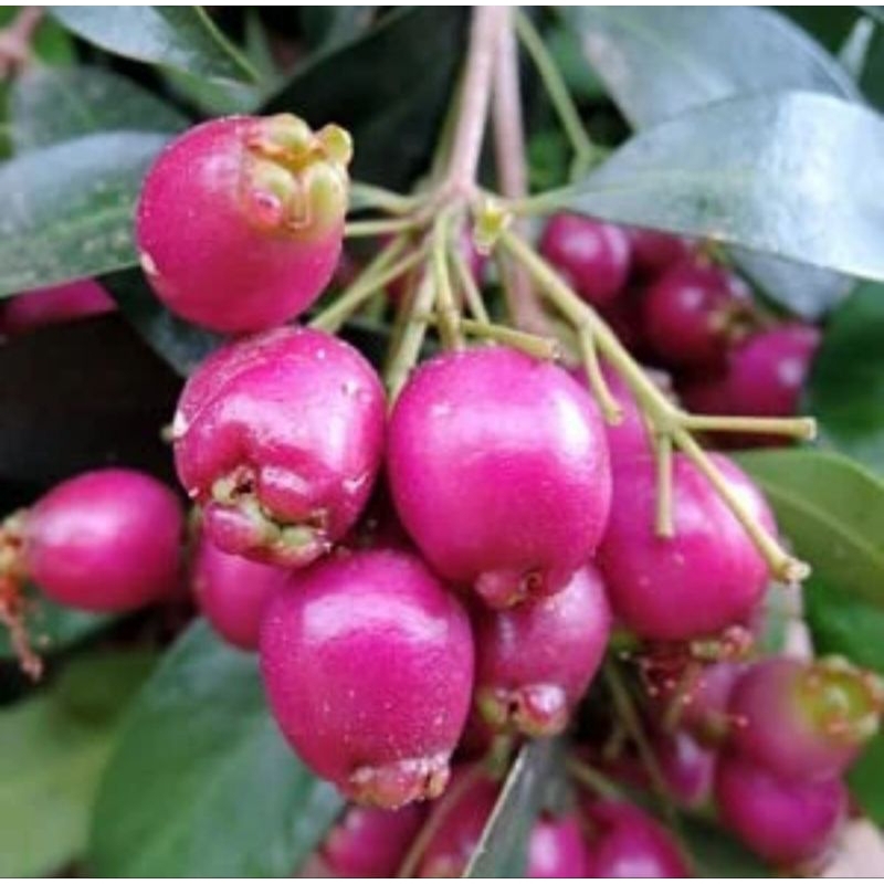 Jual Bibit Buah Jambu Air Unik Langka Mini Lilly Pilly Asal Australia ...