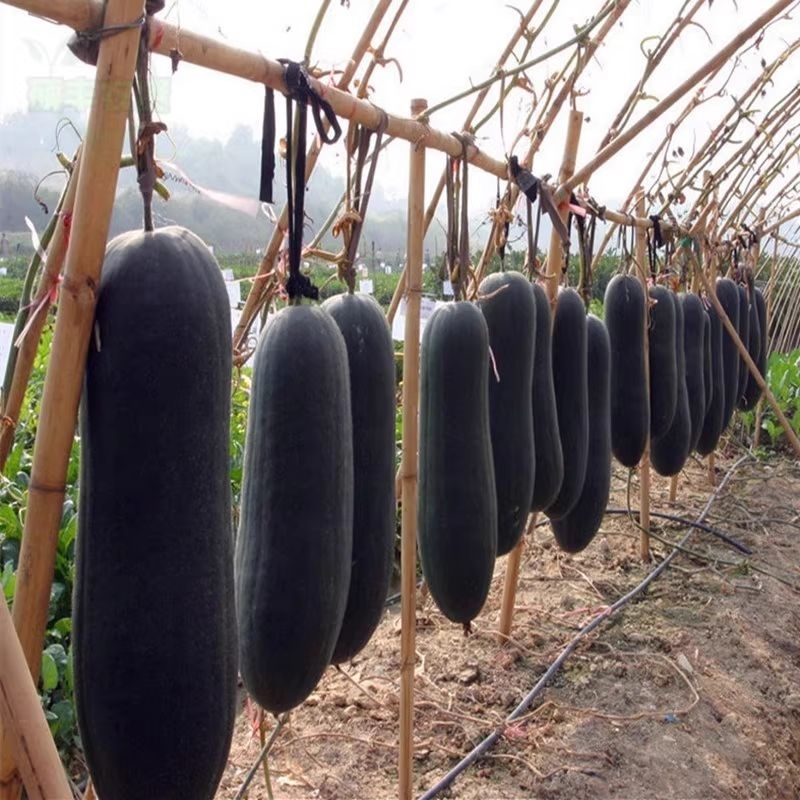 Jual KEMASAN ORIGINAL -+ 130 BUTIR BENIH LABU HITAM PANJANG JUMBO ...